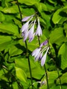 Blossom of Hosta or Plantain lilies at flowerbed close-up, selective focus, shallow DOF Royalty Free Stock Photo