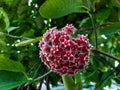 Blossom Hoya pubicalyx Pink silver, Porcelain flower, Wax plant, deep dark purple flower with red center,