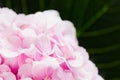 Blossom hydrangea - pink flower and green leaf on a white background.