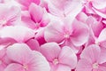 Blossom hydrangea - pink flower pattern.