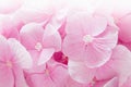 Blossom hydrangea - pink flower pattern. Floral background.