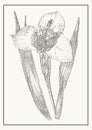 Blossom iris flower botanical poster illustration. Passiflora incarnata in monochrome style. Royalty Free Stock Photo