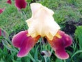 Blossom iris flower in the flowerbed