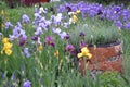 Blossom iris flowers on the flowerbed