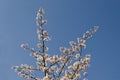 Blossom japanese cherry branch, beautiful spring flowers for background Royalty Free Stock Photo