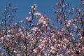 Blossom japanese cherry branch, beautiful spring flowers for background Royalty Free Stock Photo