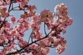 Blossom japanese cherry branch, beautiful spring flowers for background Royalty Free Stock Photo