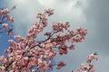 Blossom japanese cherry branch, beautiful spring flowers for background, Sofia Royalty Free Stock Photo