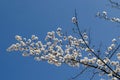 Blossom japanese cherry branch, beautiful spring flowers for background Royalty Free Stock Photo