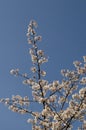 Blossom japanese cherry branch, beautiful spring flowers for background Royalty Free Stock Photo