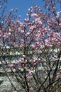 Blossom japanese cherry branch, beautiful spring flowers for background Royalty Free Stock Photo