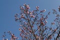 Blossom japanese cherry branch, beautiful spring flowers for background Royalty Free Stock Photo