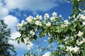 Blossom jasmine bush