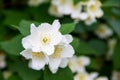 Blossom jasmine flowers on bunch