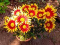 Blossom garden flower in kolkata