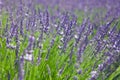 Blossom lavender Royalty Free Stock Photo