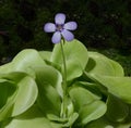 Blossom and leaves of a mexican butterwort Pinguecula esseriana. Botanical Garden, KIT Karlsruhe, Germany, Europe