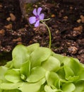 Blossom and leaves of a mexican butterwort Pinguecula esseriana. Botanical Garden, KIT Karlsruhe, Germany, Europe