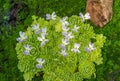 Blossom and leaves of a mexican butterwort (Pinguecula esseriana).