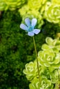 Blossom and leaves of a mexican butterwort (Pinguecula esseriana).