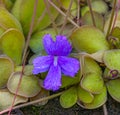 Blossom and leaves of a mexican butterwort Pinguecula Pinguicula rectifolia. Botanical Garden, KIT Karlsruhe, Germany, Europe