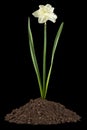 Blossom light-creamy flower of daffodil, flower of narcissus, growing from heap of soil, isolated on black background