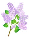 Blossom Lilac.