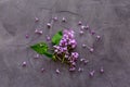 Blossom lilac flowers - spring branches top view