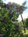 Blossom lilac near pine