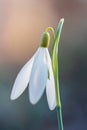 Blossom Loddon lilly flower, leucojum aestivum, first spring plant