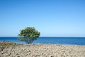 Blossom lone whitebeam tree at coast Royalty Free Stock Photo