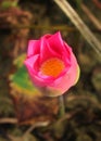 Blossom lotus bud