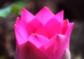 Blossom lotus bud top view