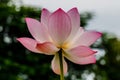 Blossom lotus flower focus on flower Royalty Free Stock Photo