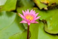 Blossom lotus flower focus on flower Royalty Free Stock Photo