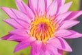 Blossom lotus flower focus on flower Royalty Free Stock Photo