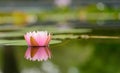 Blossom lotus flower in thailand