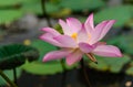 Blossom lotus flower in thailand