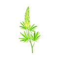 Blossom of Lupin or Lupine Flowering Plant with Palmately Green Leaves and Dense Flower Whorl Vector Illustration