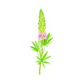 Blossom of Lupin or Lupine Flowering Plant with Palmately Green Leaves and Dense Flower Whorl Vector Illustration