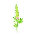 Blossom of Lupin or Lupine Flowering Plant with Palmately Green Leaves and Dense Flower Whorl Vector Illustration
