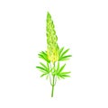 Blossom of Lupin or Lupine Flowering Plant with Palmately Green Leaves and Dense Flower Whorl Vector Illustration