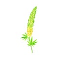 Blossom of Lupin or Lupine Flowering Plant with Palmately Green Leaves and Dense Flower Whorl Vector Illustration