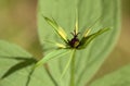 Blossom macro of the herb paris (Paris quadrifolia)