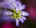 Blossom macro summer flowers Coleus