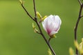 Blossom magnolia branch