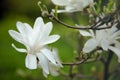 Blossom magnolia branch in sunny spring morning. Royalty Free Stock Photo