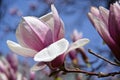 Blossom of the magnolia in springtime Royalty Free Stock Photo