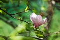 Blossom of Magnolia tree. Beautiful pink magnolia flower on natural abstract soft floral background.