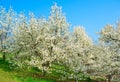 Blossom magnolia trees with flowers